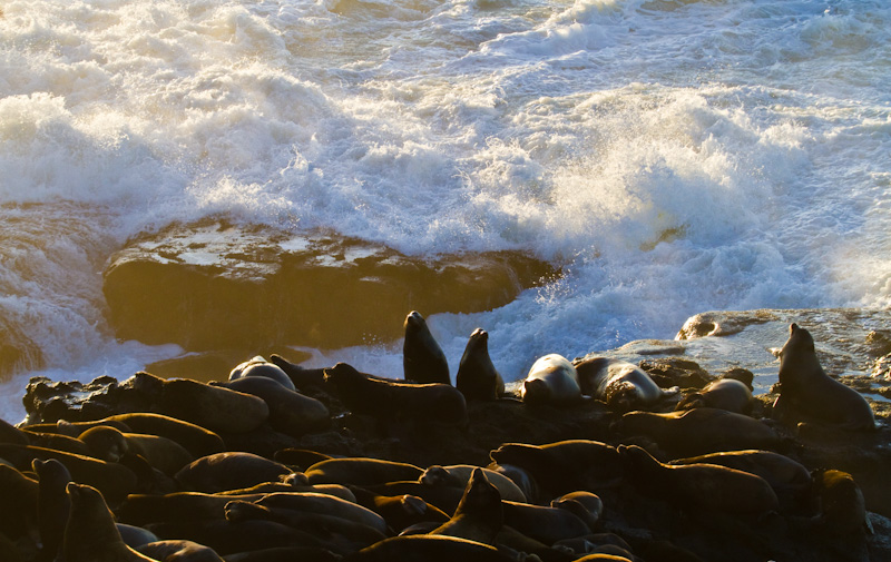California Sea Lions And Waves